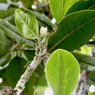 Turraea ovata  Bois  de  quivi .petit quivi .meliaceae.endémique Réunion Maurice..jpeg